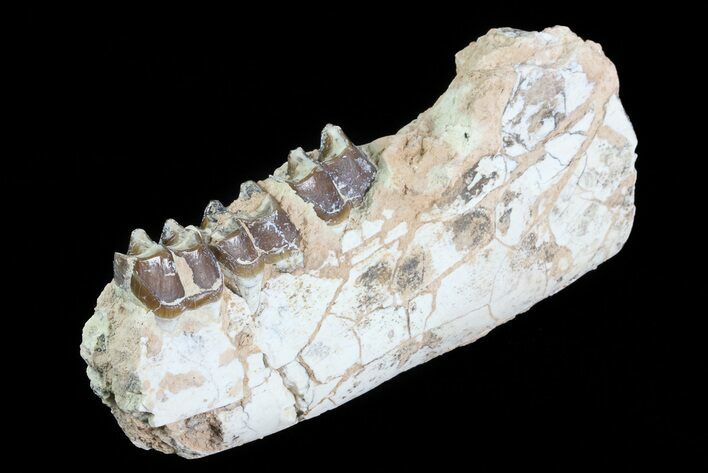 Hyracodon (Running Rhino) Jaw Section - South Dakota #80145